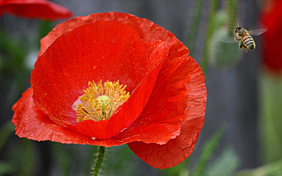 Bee and the Red Poppy Photograph by AJ  Schibig