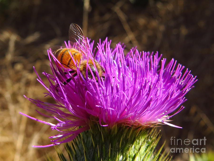 Nature Photograph - Bee and Thistle by Craig Corwin