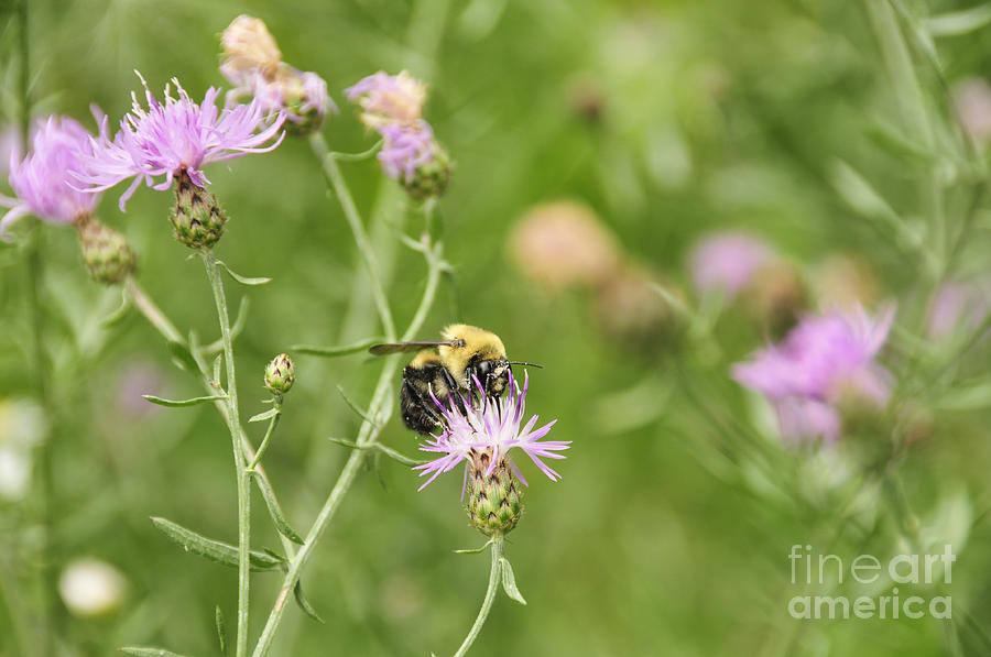 Bee and Thistle Photograph by David Arment