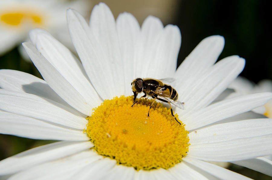 Bee and white flower Photograph by Yuri Levchenko - Fine Art America