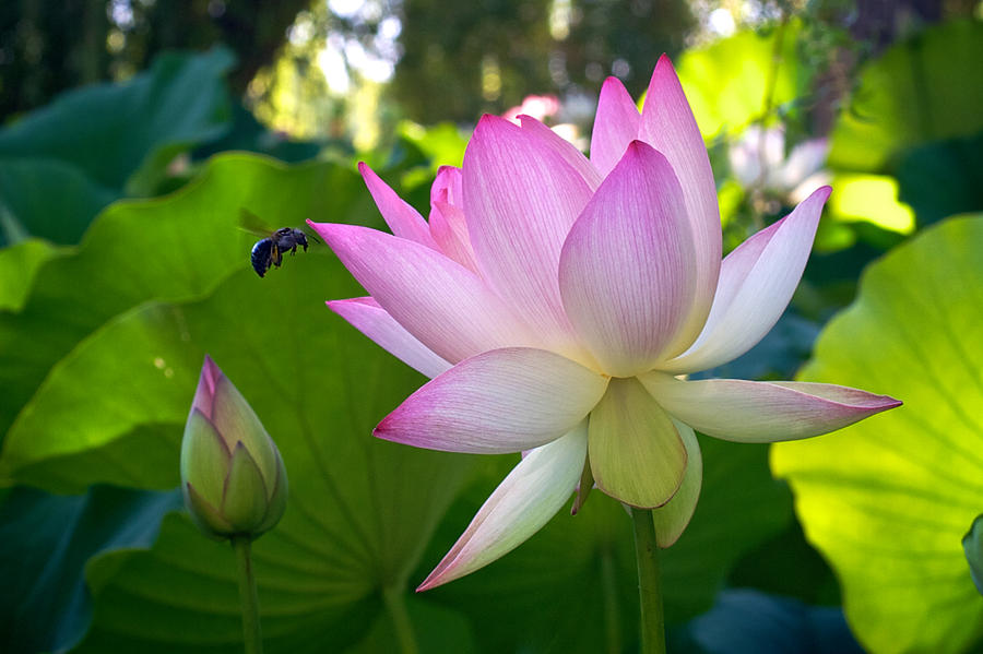 Bee at a Lotus Flower Photograph by Mary Lee Dereske