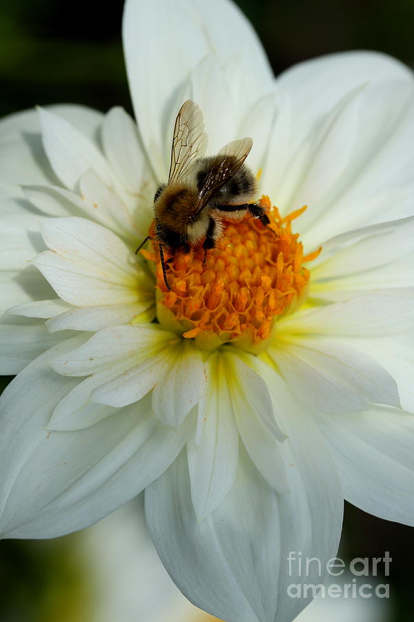 Nature Photograph - Bee At Dahlia Heart by Christiane Schulze Art And Photography