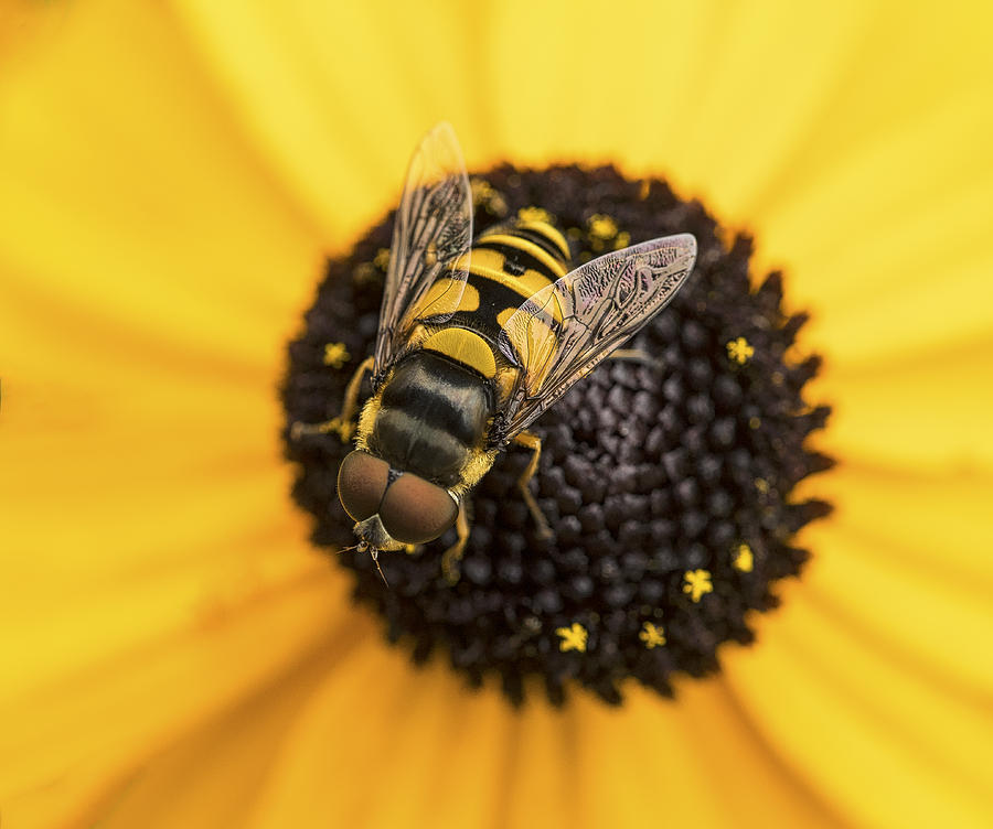 Bee at Work Photograph by David Kay