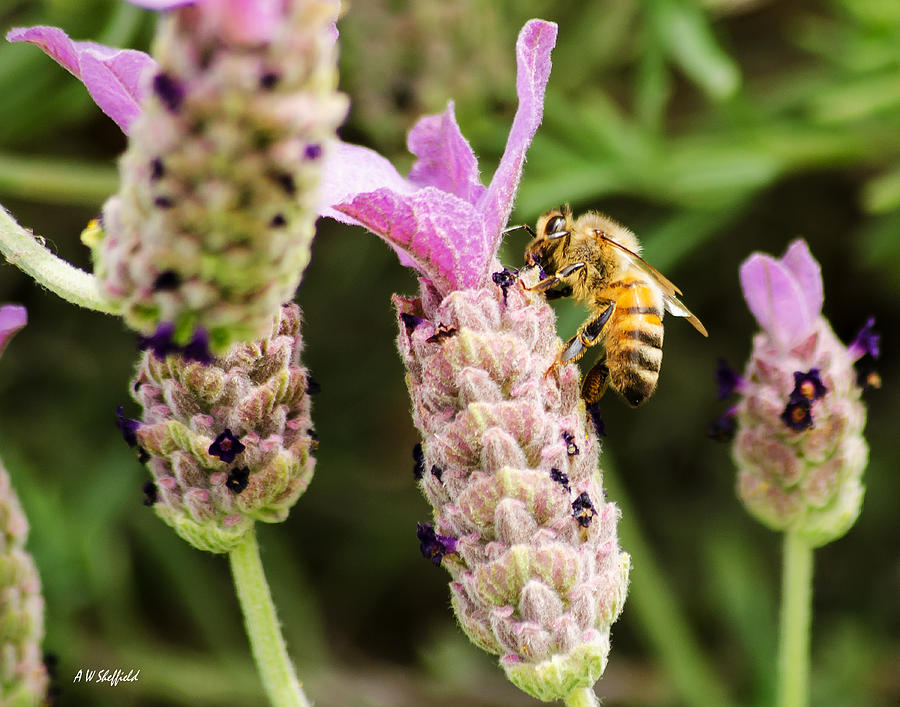 Dallas Photograph - Bee at Work Here by Allen Sheffield