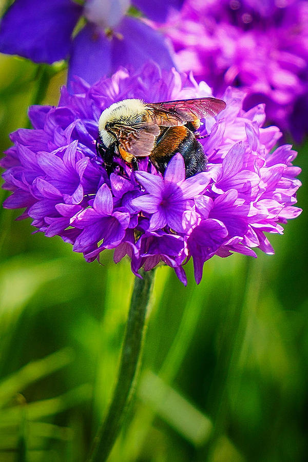 Bee at Work Photograph by Joe Myeress