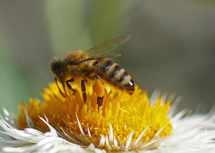 Bee At Work Photograph by Rudi Prott