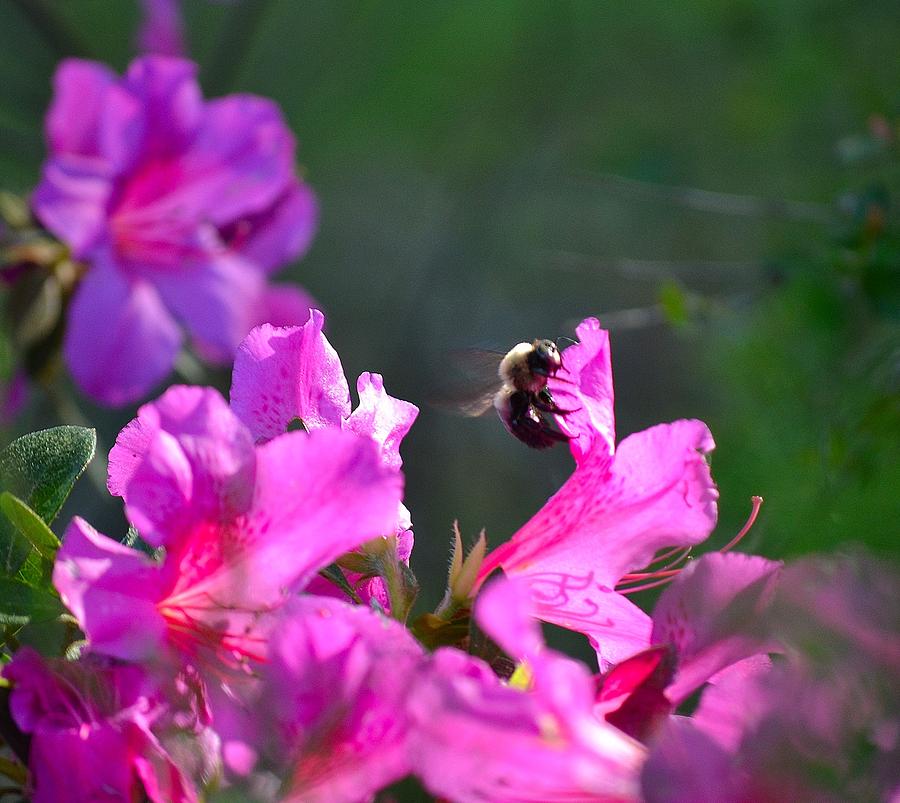 Bee at Work Photograph by Tara Potts
