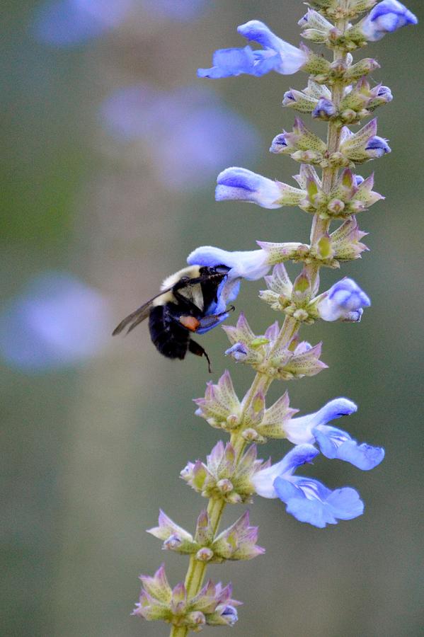Bee at work Thuya Garden Flower Photograph by Lena Hatch