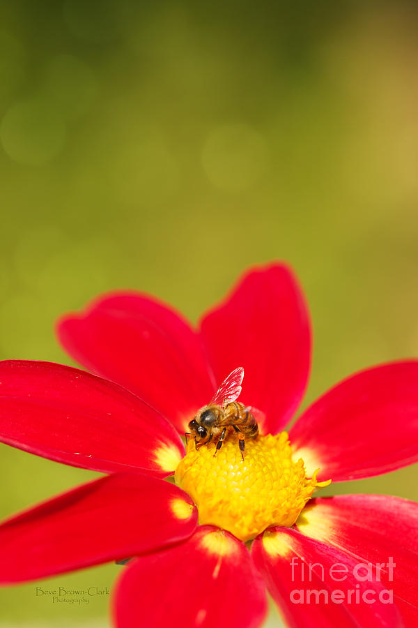 Bee-autiful Photograph by Beve Brown-Clark Photography