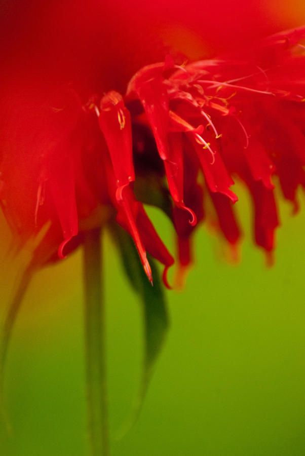 Bee Balm Abstract Photograph by Jani Freimann