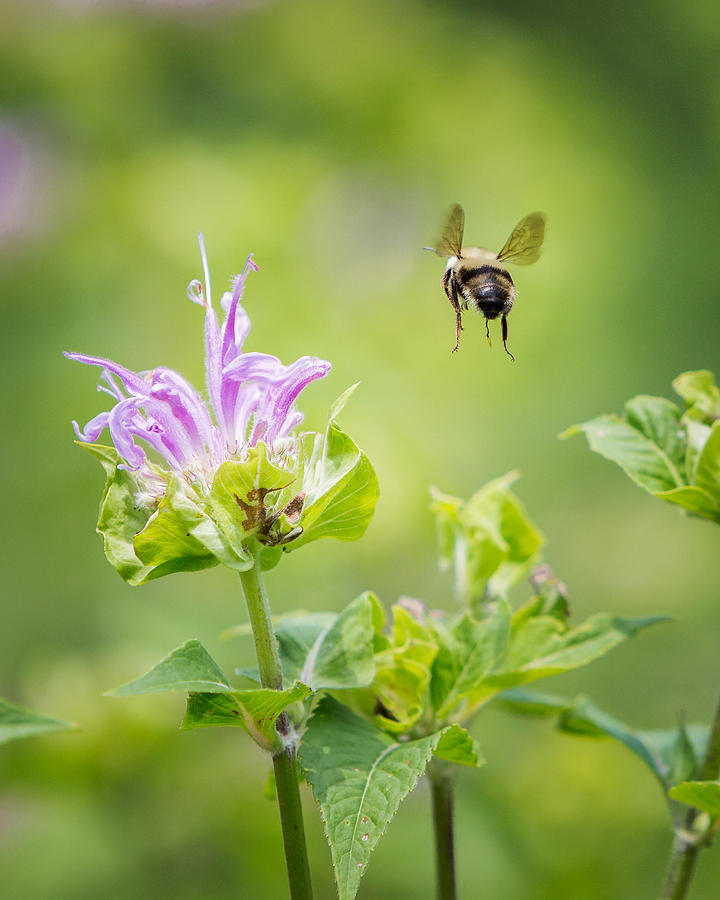 Summer Photograph - Bee Balm Bumble Bee by Bill Wakeley