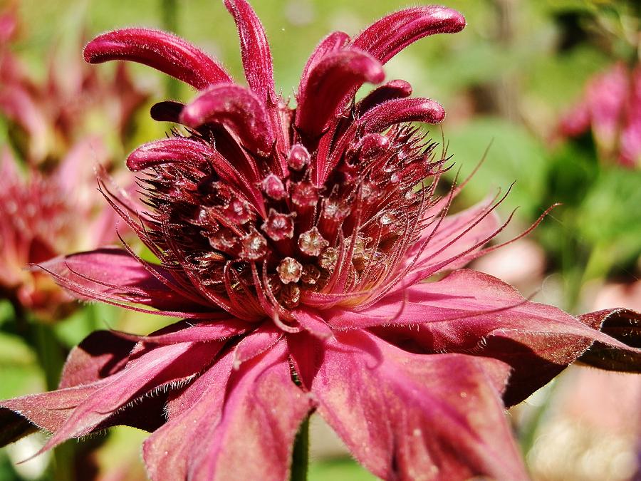 Bee Balm Details Photograph by VLee Watson