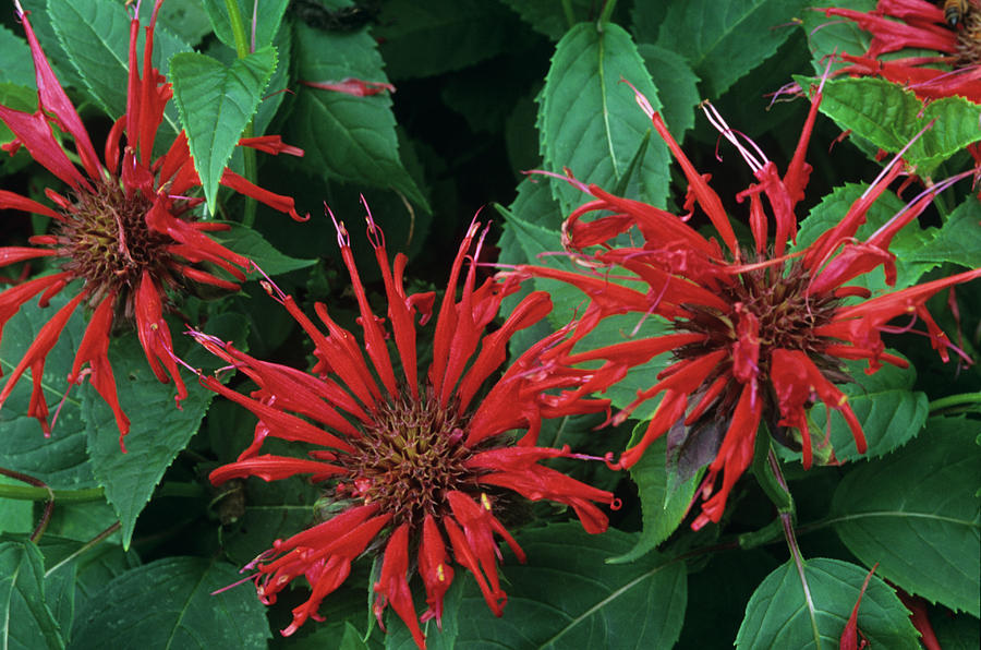 Nature Photograph - Bee Balm Flowers (monarda jacob Cline) by Sally Mccrae Kuyper/science Photo Library
