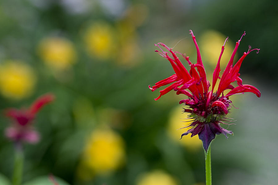 Bee Balm  Herb-Flower Photograph by Trudy Wilkerson