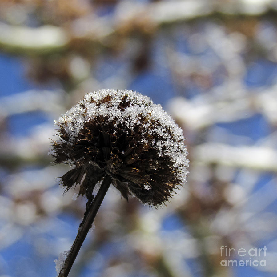 Bee Balm in Winter Photograph by Lili Feinstein