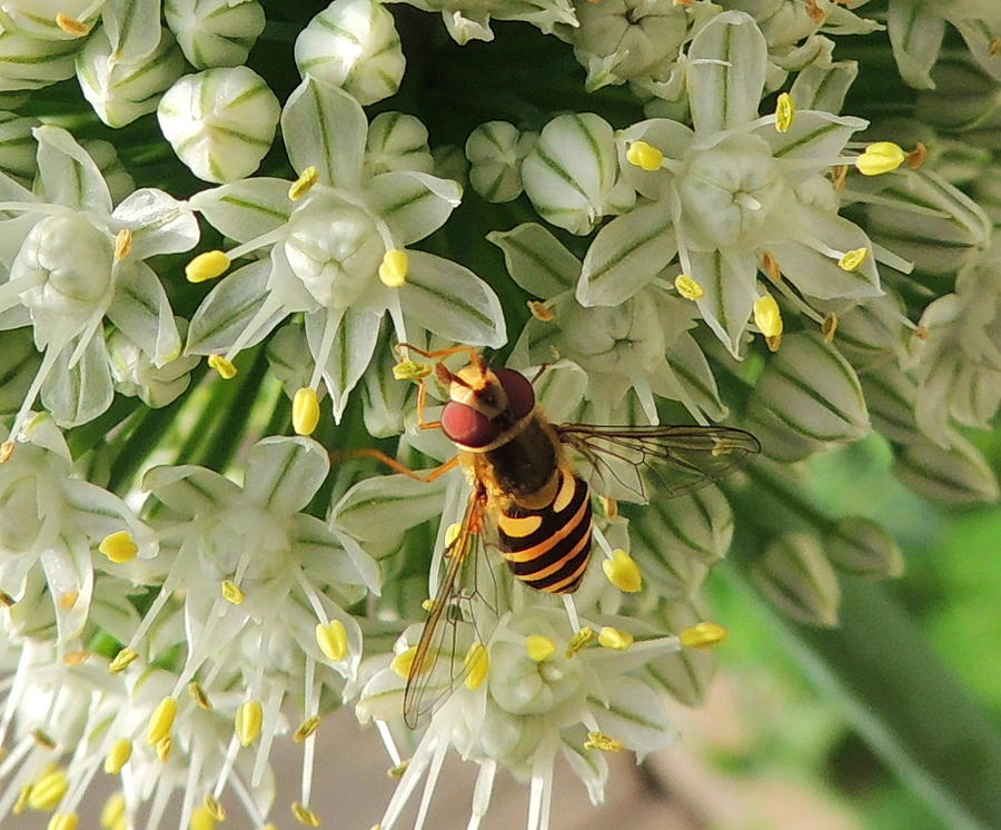 Flower Photograph - Bee beautiful by Karen Horn