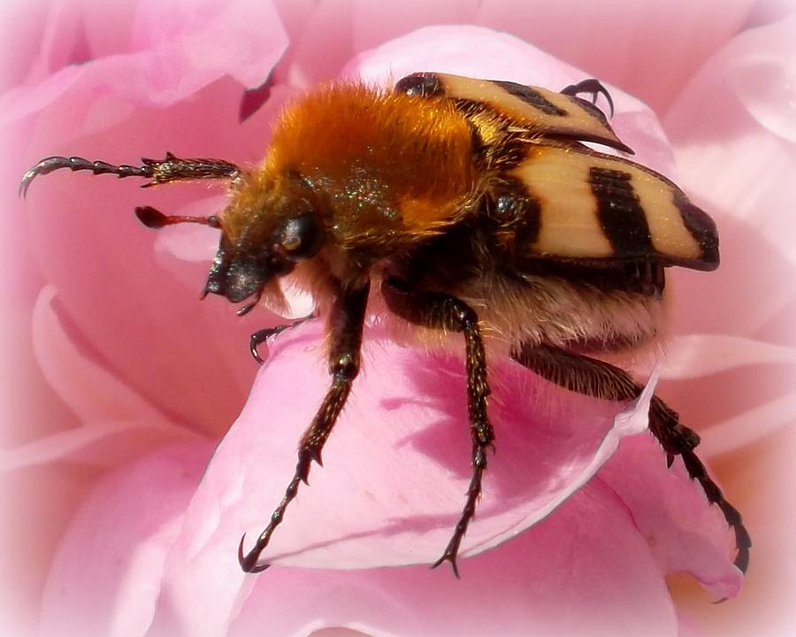 Insects Photograph - Bee beetle on peony by Angel One