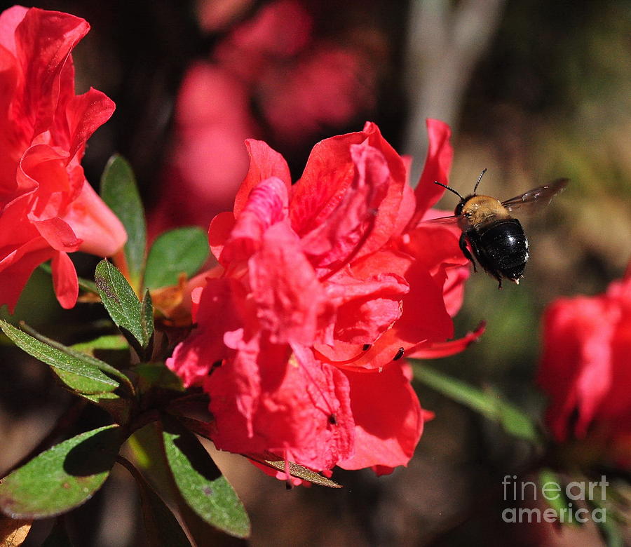 Bee Photograph - Bee Big with Stinger Tailing by Wayne Nielsen