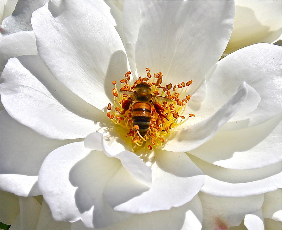 Bee Bloom Photograph by Denise Mazzocco