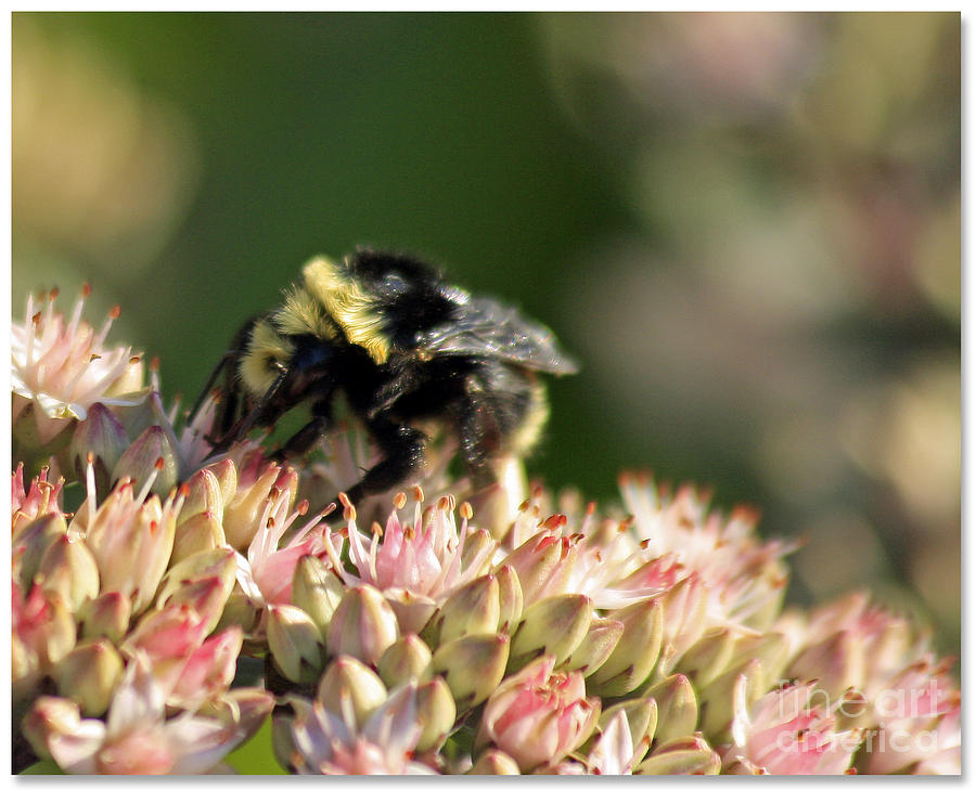 Bee Bokeh Photograph by Chris Anderson