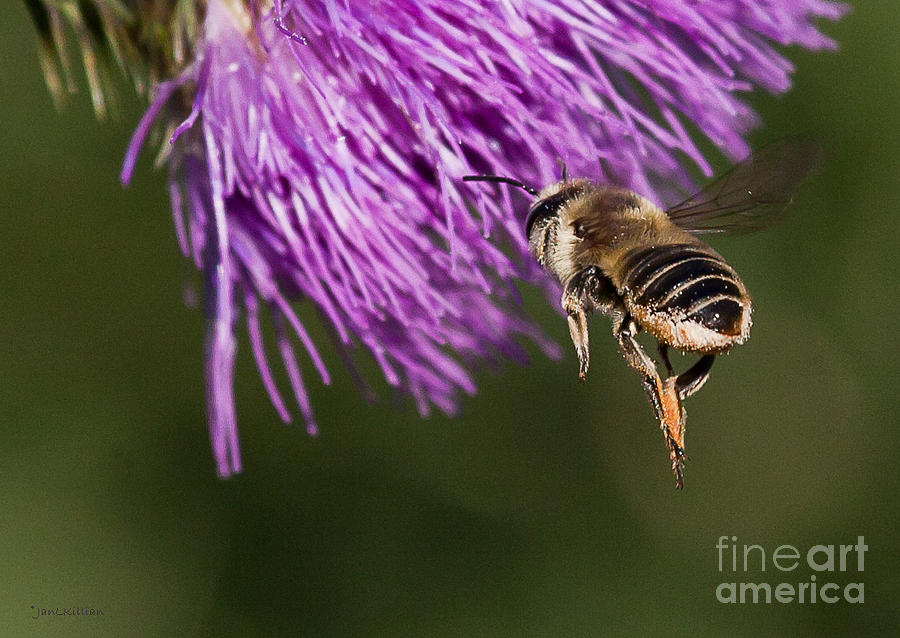 Spring Photograph - Bee Butt by Jan Killian