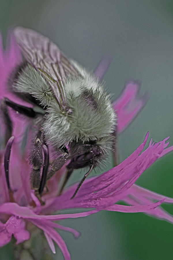 Bee Calm Photograph by Jennifer Robin