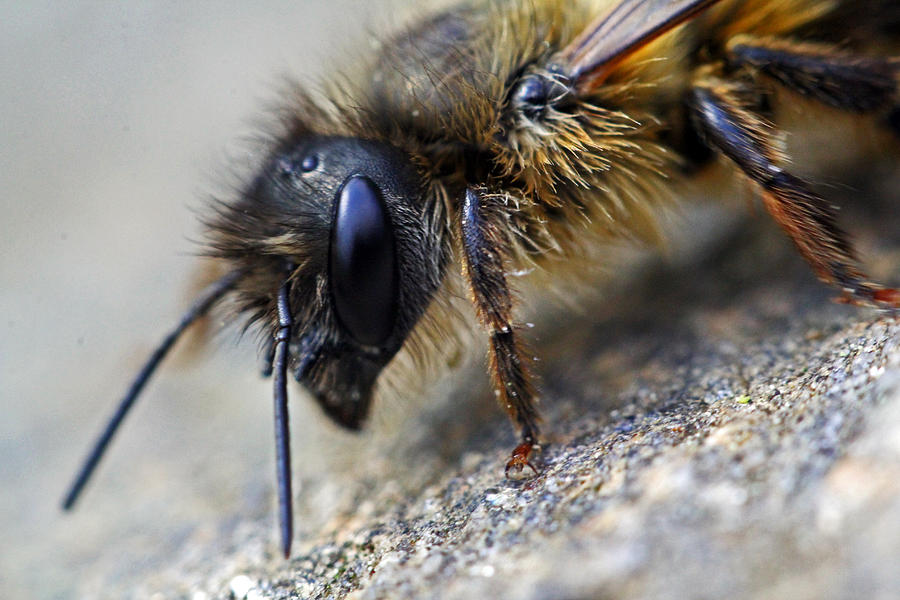 Bee Careful Photograph by Jennifer Robin