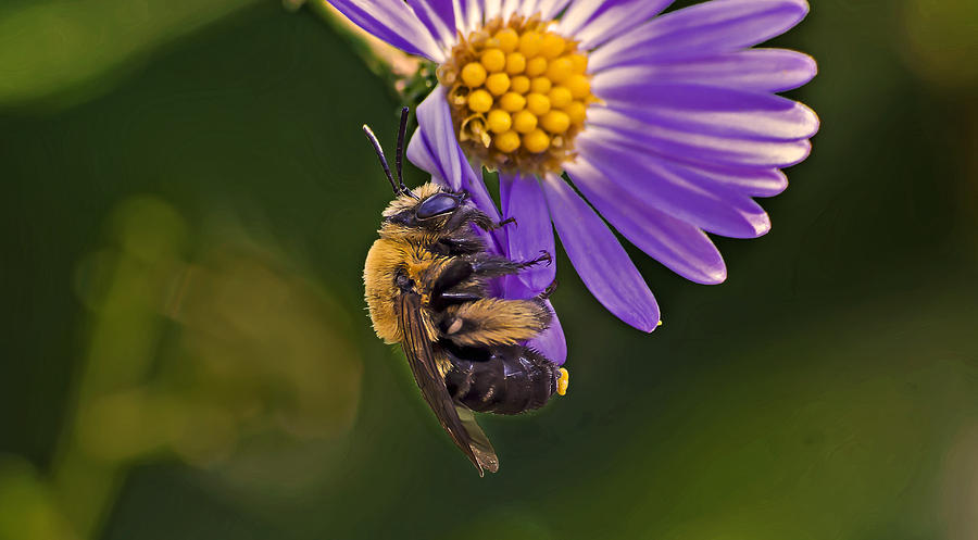 Bee Clinging to Flower Photograph by Michael Whitaker