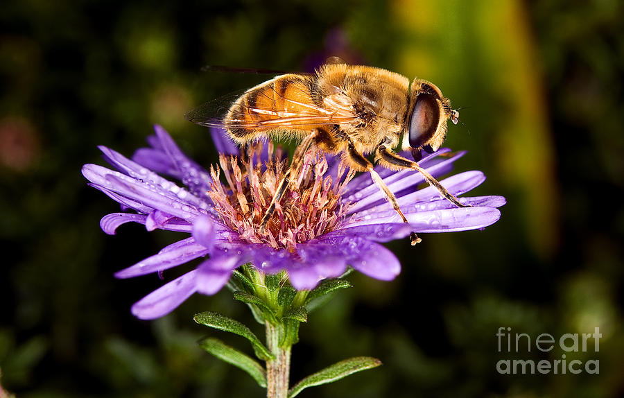 Bee Close Up On Flower Photograph by Terry Elniski