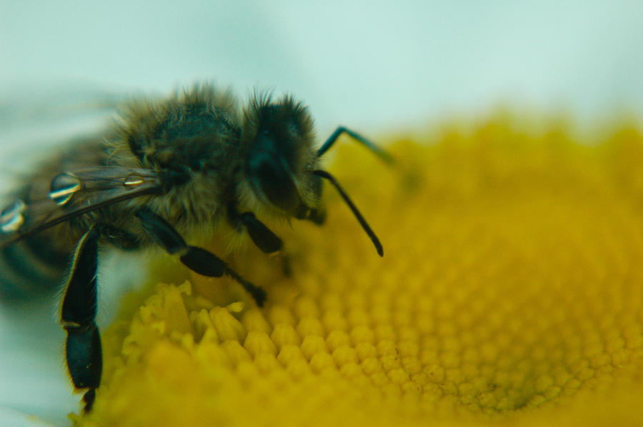 Bee Close Up Photograph by Rhonda Barrett
