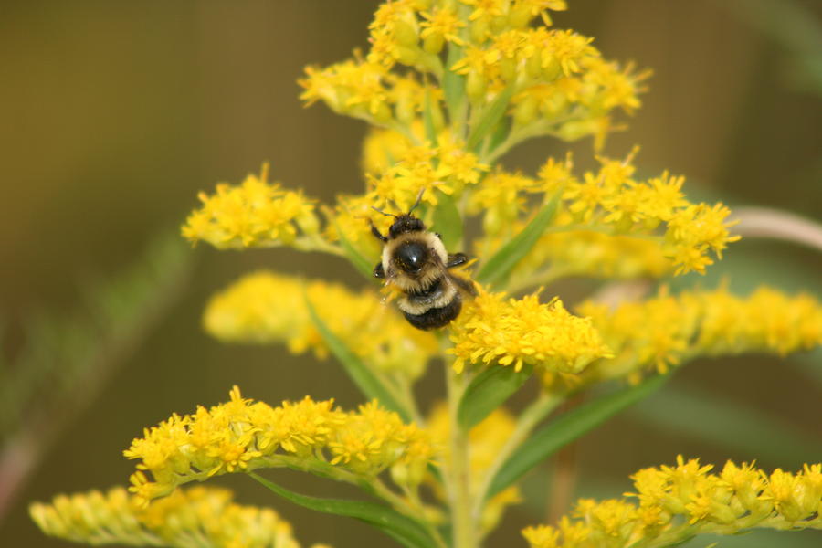 Bee Closeup Photograph by Paula Brown