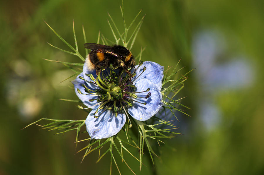 Bee collecting pollen Photograph by Chris Day