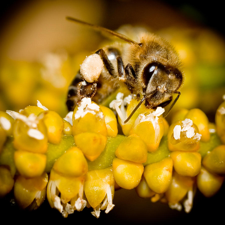 Bee Collecting Pollen Photograph by Jim DeLillo