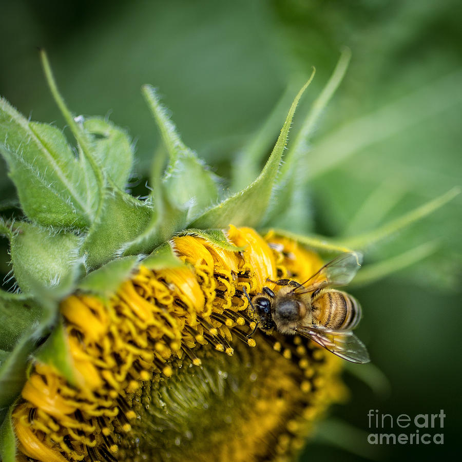 Sunflower Photograph - Bee collecting pollen on a sunflower by Edward Fielding
