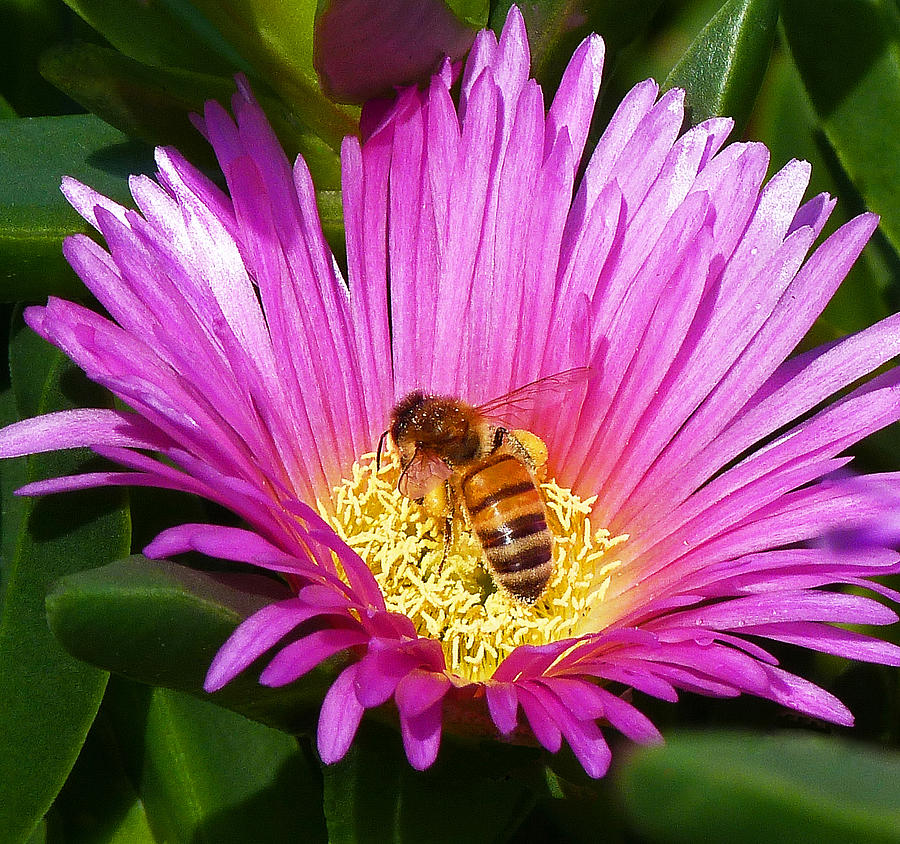 Flower Photograph - Bee Collecting Pollen On Pigface Flower by Margaret Saheed