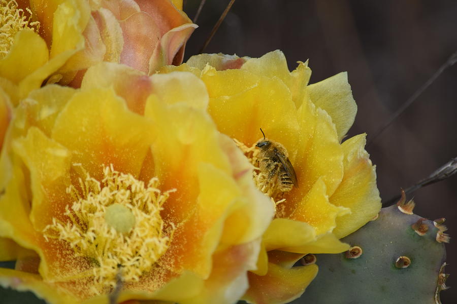 Bee Collecting Pollen Photograph