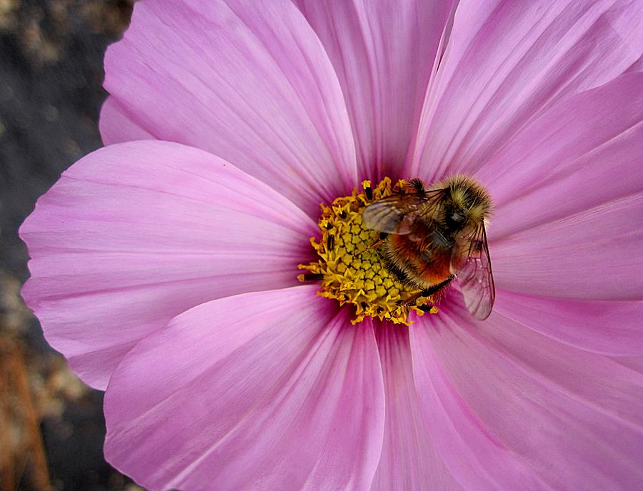 Bee Cosmos Photograph by MTBobbins Photography