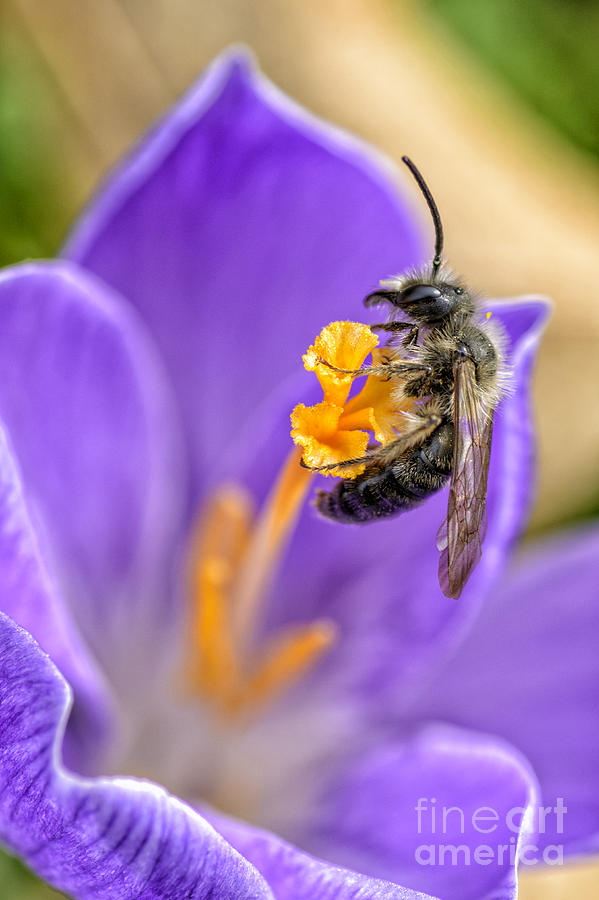 Spring Photograph - Bee Crocus Blossom by Thomas R Fletcher