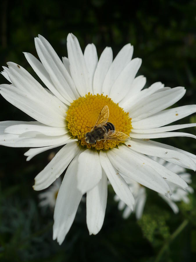 Bee Daisy Photograph by Nicki Bennett - Fine Art America