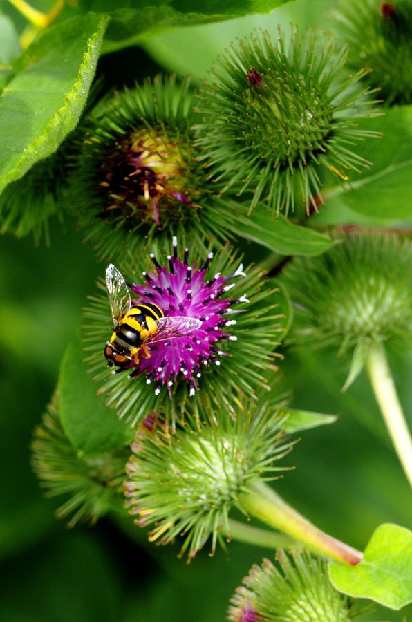 Bee Photograph by Deborah Ritch