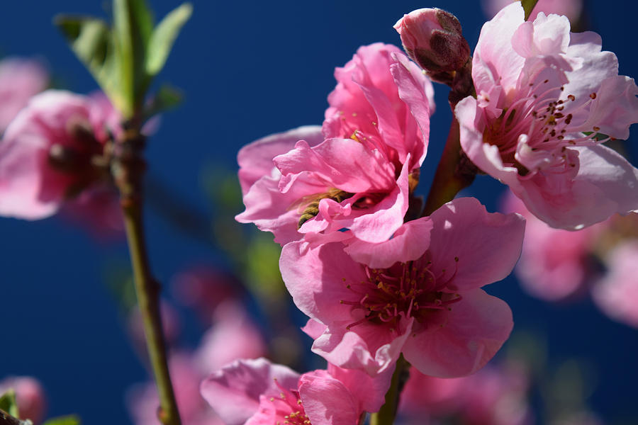 Bee Deep In A Nectarine Blossom Photograph by Frank Wilson