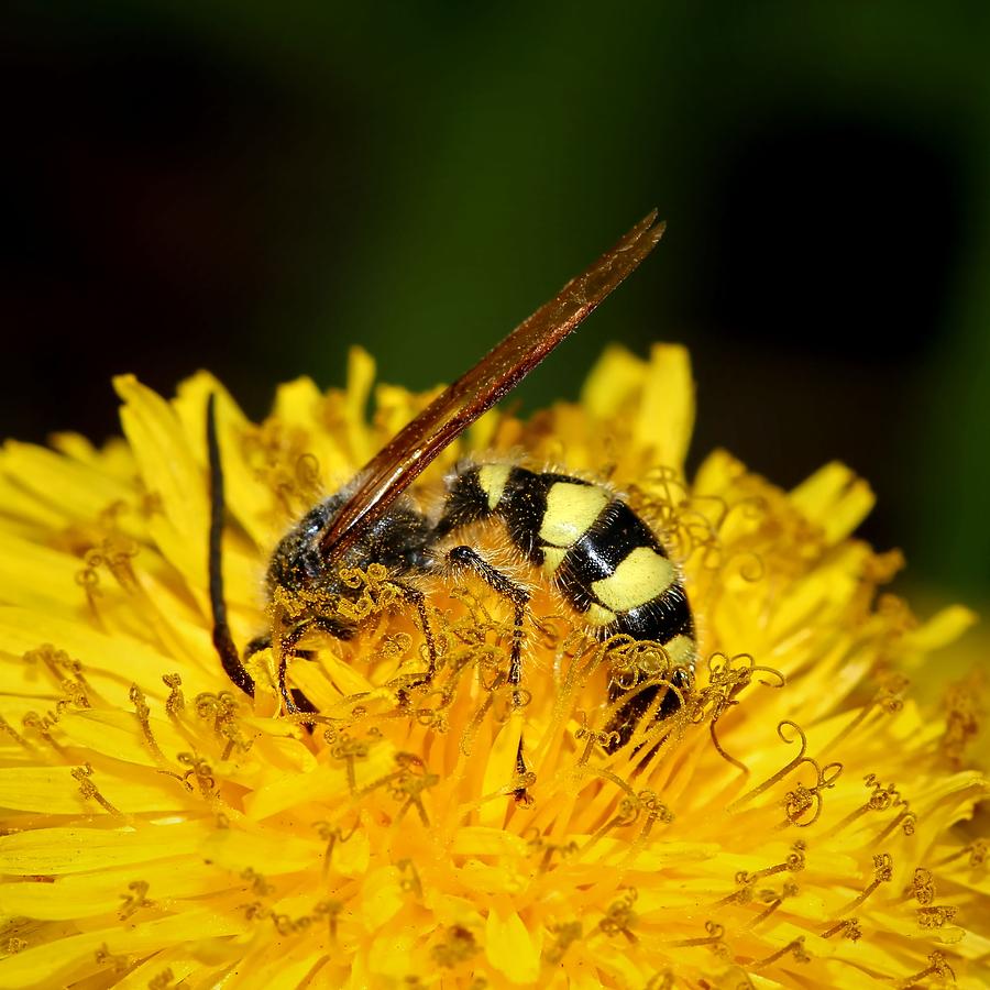 Bee Diving In Yellow Dandelion Flower Photograph by Tracie Schiebel