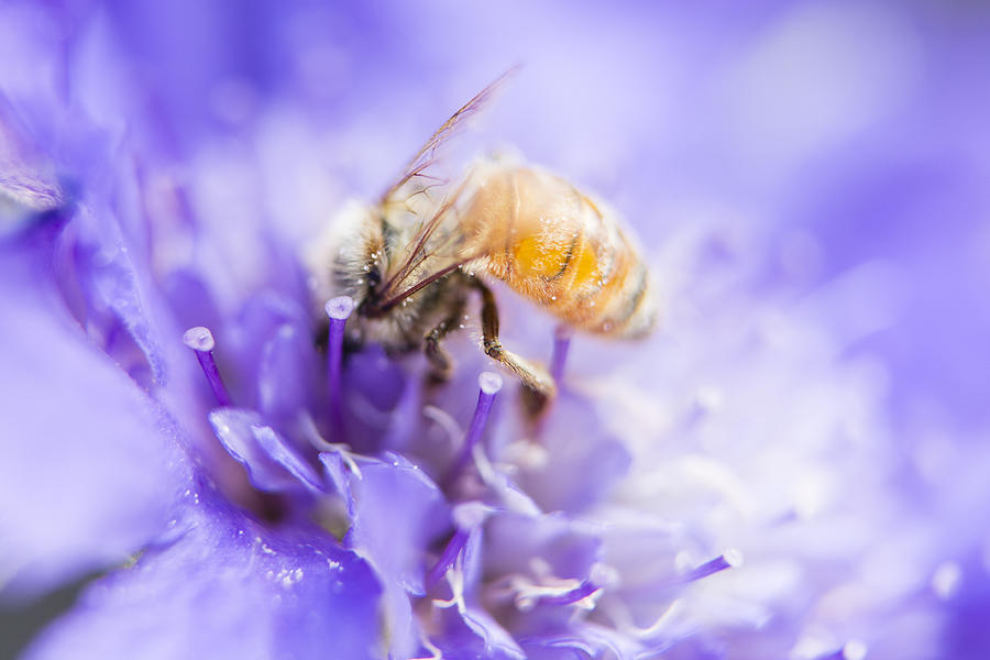 Nature Photograph - Bee Dream by Caitlyn  Grasso