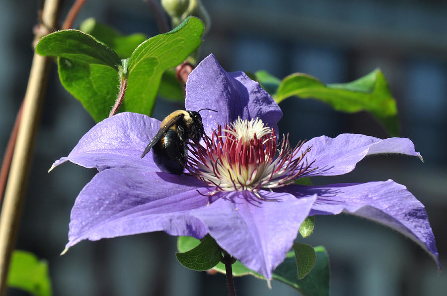 Bee Drinking from Purple Clematis Photograph by Diane Lent