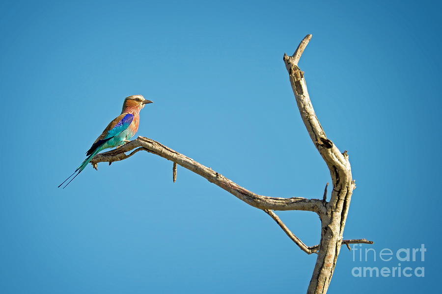 Bee eater on a branch, South Africa Photograph by Delphimages Photo Creations