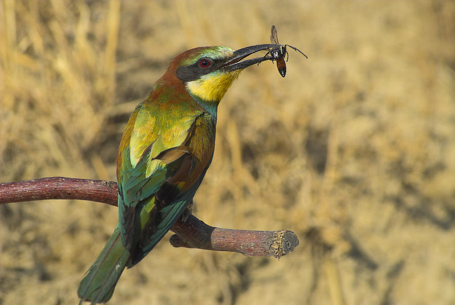 Bird Photograph - Bee-eater by Guido Montanes Castillo