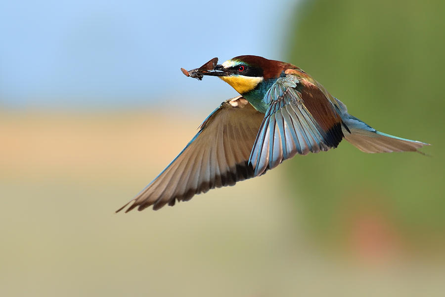 Bee-eater in flight Photograph by Edoardogobattoni.net