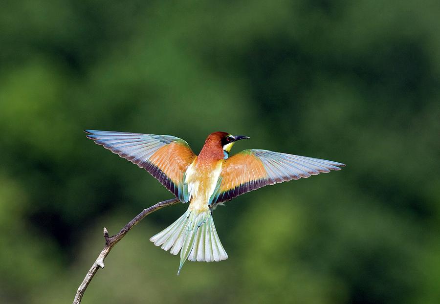 Spring Photograph - Bee-eater by John Devries/science Photo Library