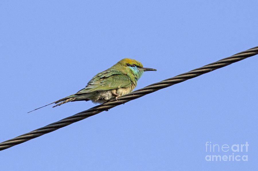 Bee-eater on a wire Photograph by Pravine Chester