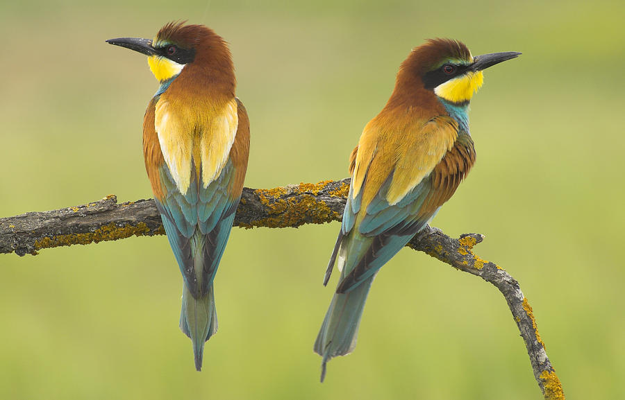 Bee-eaters Couple Photograph by Guido Montanes Castillo - Fine Art America